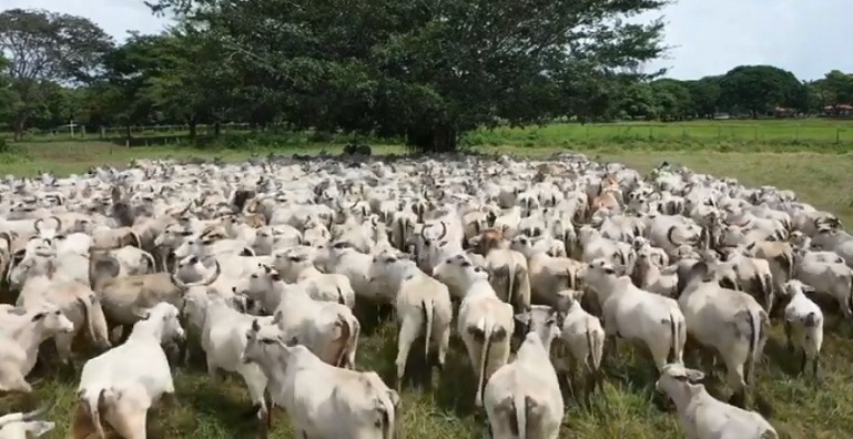 Venezuela cuenta con un rebaño de más de 16 millones de ganado bovino