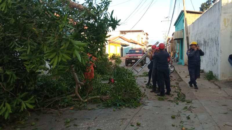 Talaron árbol que obstaculizaba vía en Zaraza 