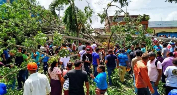 Desplome de un árbol deja dos fallecidos y varios heridos