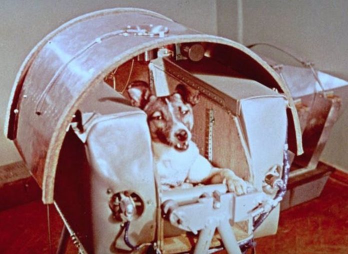 Se cumplen 65 años del primer ser vivo en el espacio: la perra Laika